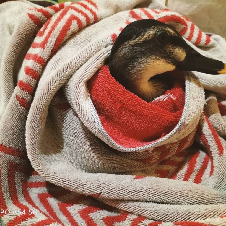 ネギちゃん