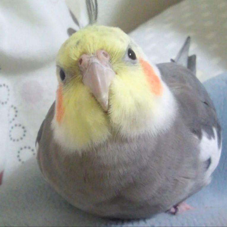 ぴー助君ちゃん