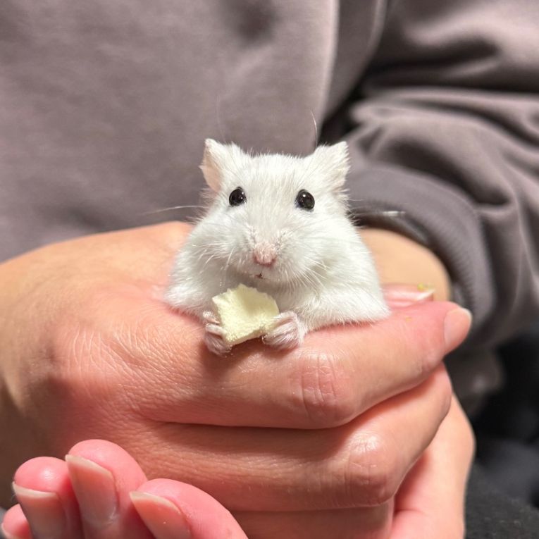 うどんちゃん