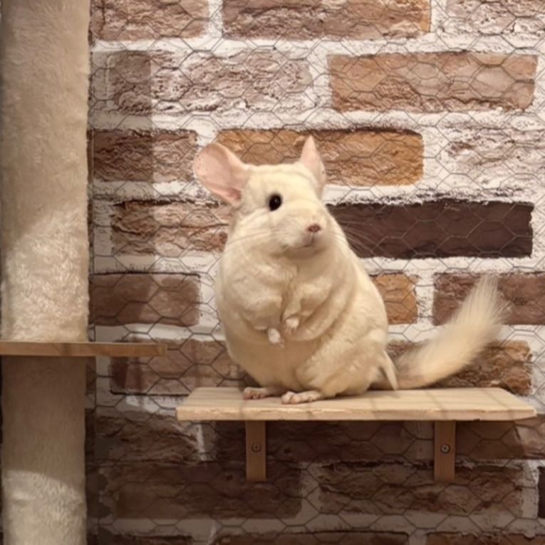 パールちゃん