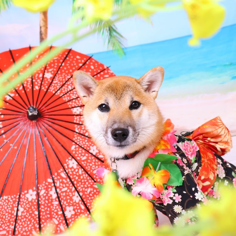 こむぎちゃん
