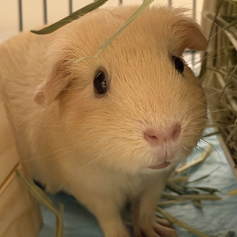 いなりちゃん