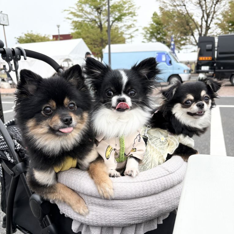 めかぶ、大吉、小町ちゃん