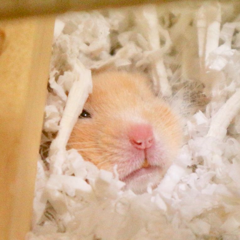 はくちゃん