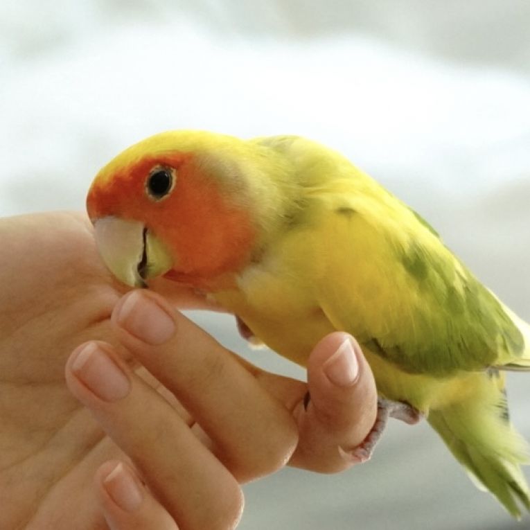 ピノちゃん