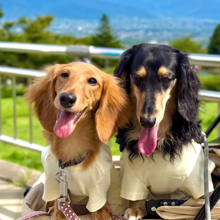 スリーナ&ステラちゃん