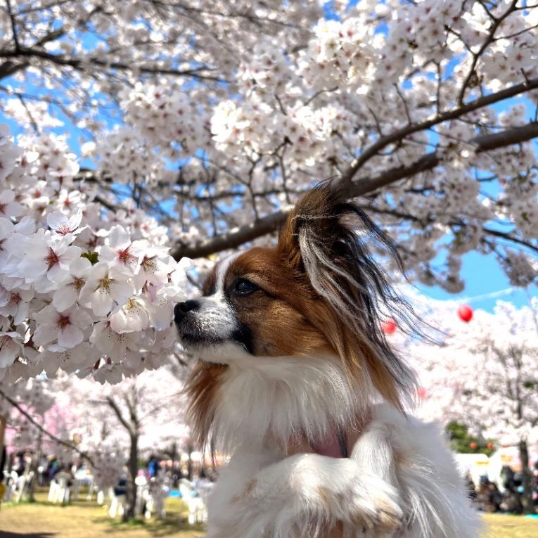 パピちゃん