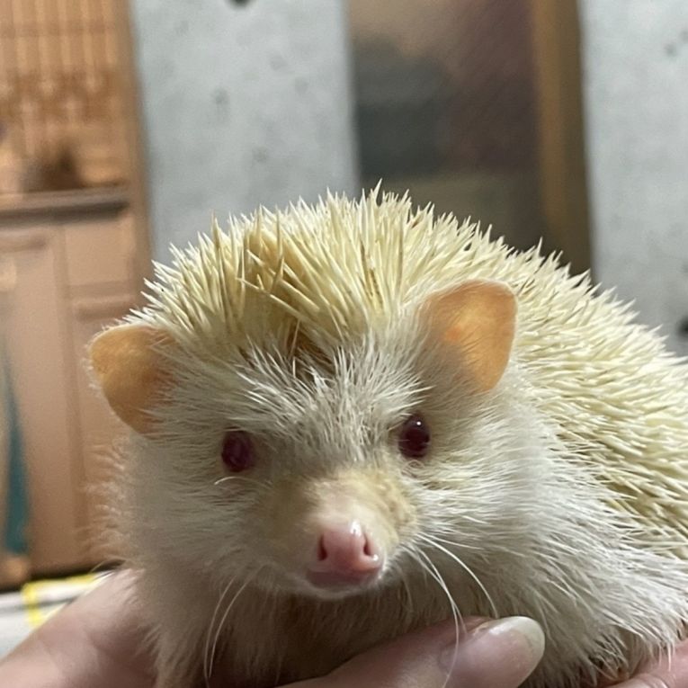 ぽったーちゃん