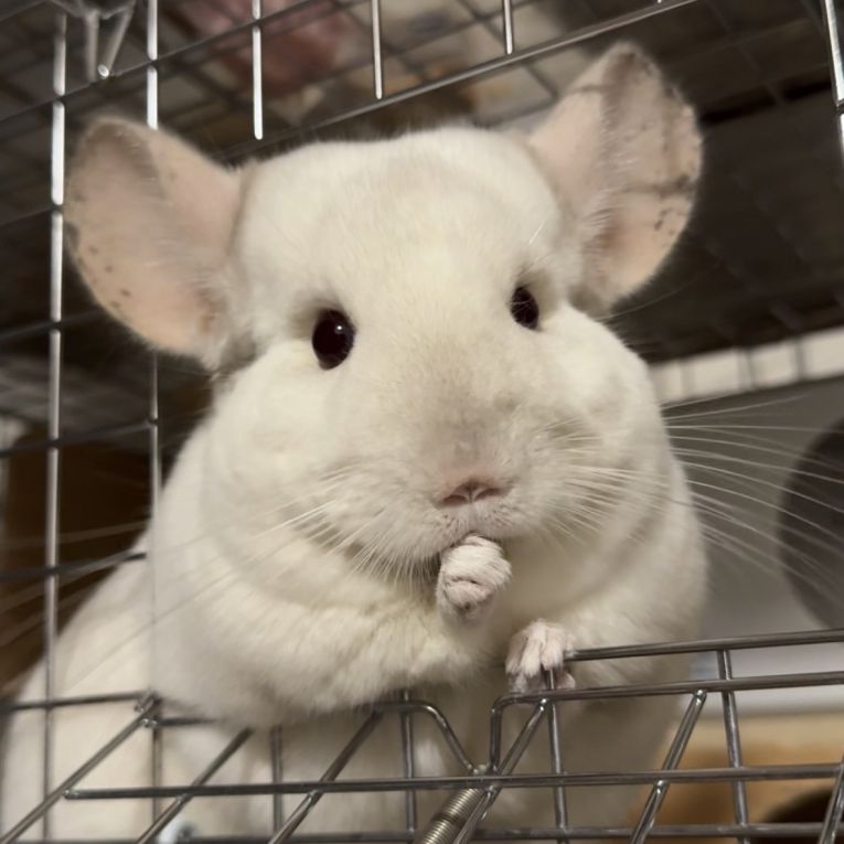 うのちゃん