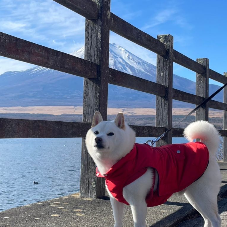 コロ助ちゃん