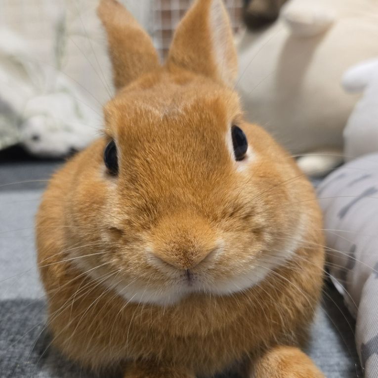 ロックちゃん