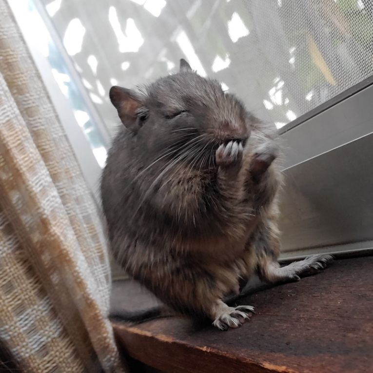 てぐちゃん