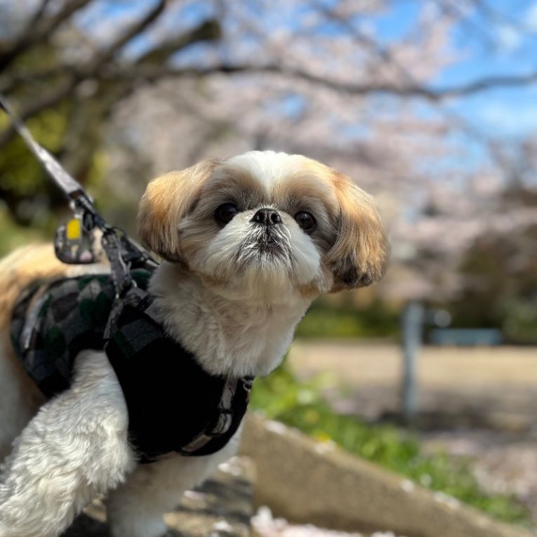 まるちゃん