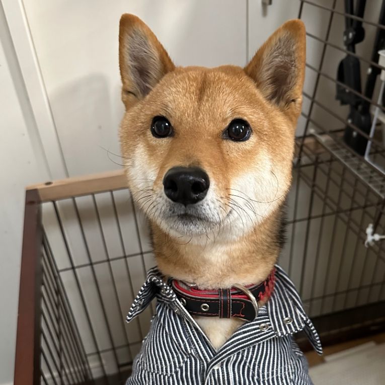 まめ太ちゃん