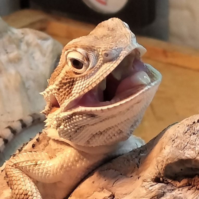 こむぎちゃん