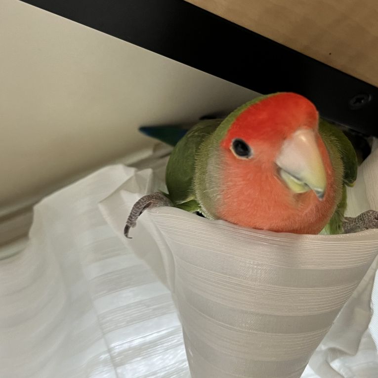 鈴ちゃん