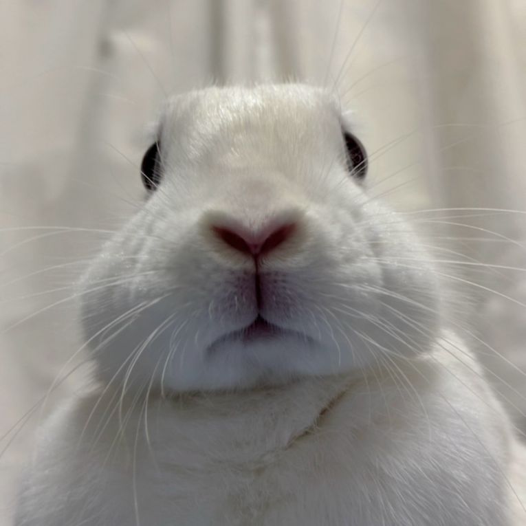 りぼんちゃん