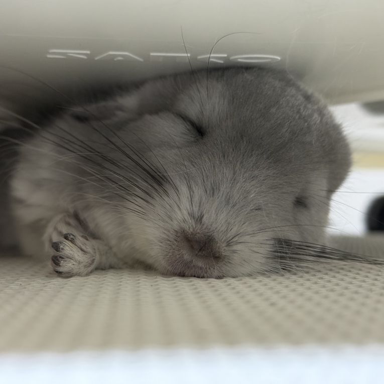 おはぎちゃん