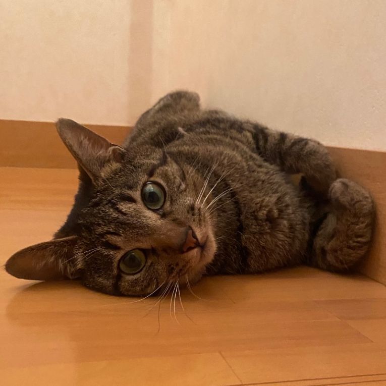 むぎちゃん