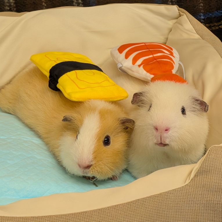 クレマ＆ソルトちゃん
