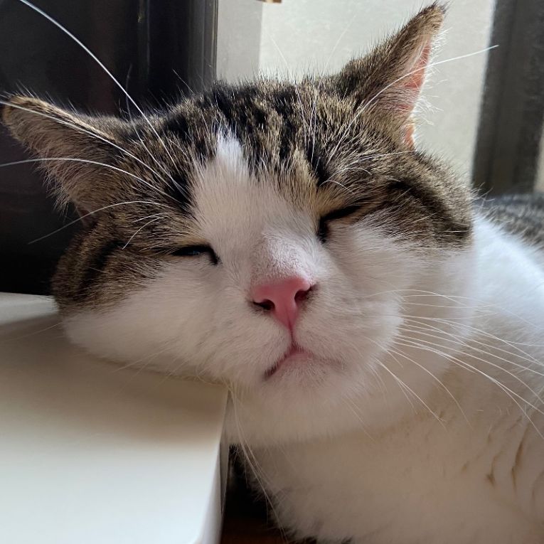 とらまるちゃん
