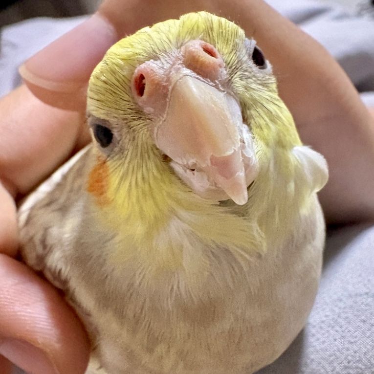 あめちゃんちゃん