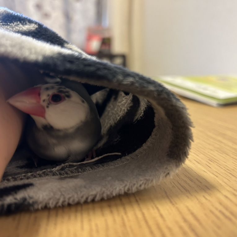 ごんちゃんちゃん
