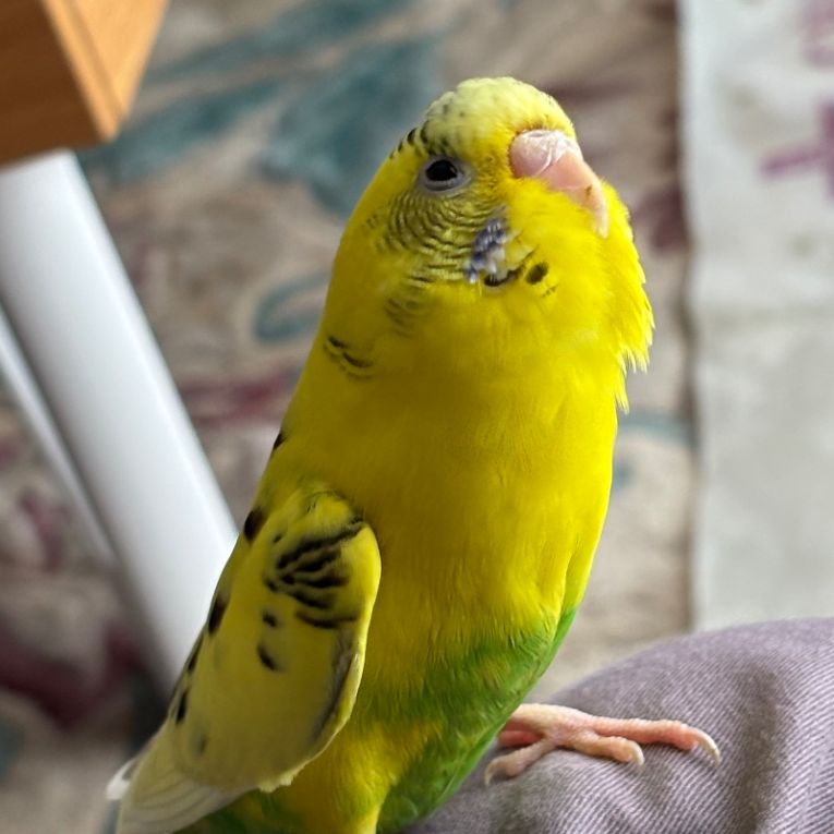 ちょびちゃん