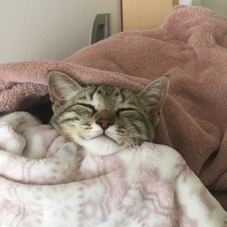 ふーちゃん