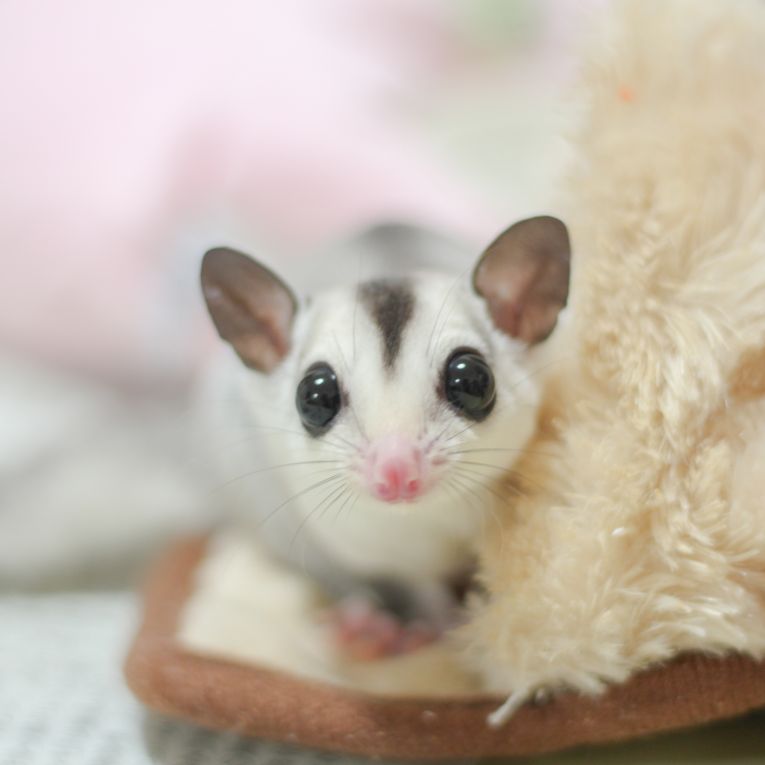 るなちゃん