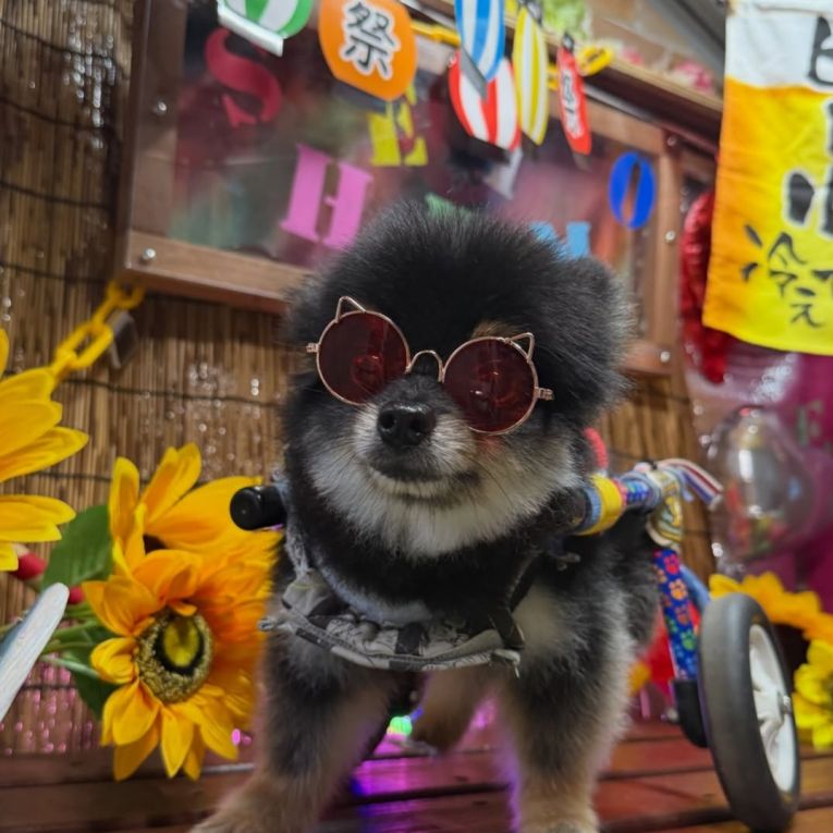 タントちゃん