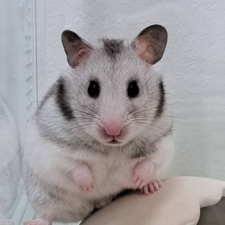 コメちゃん