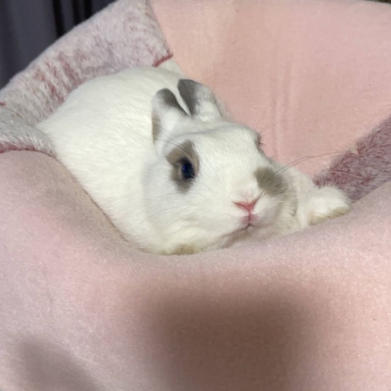 天くんちゃん