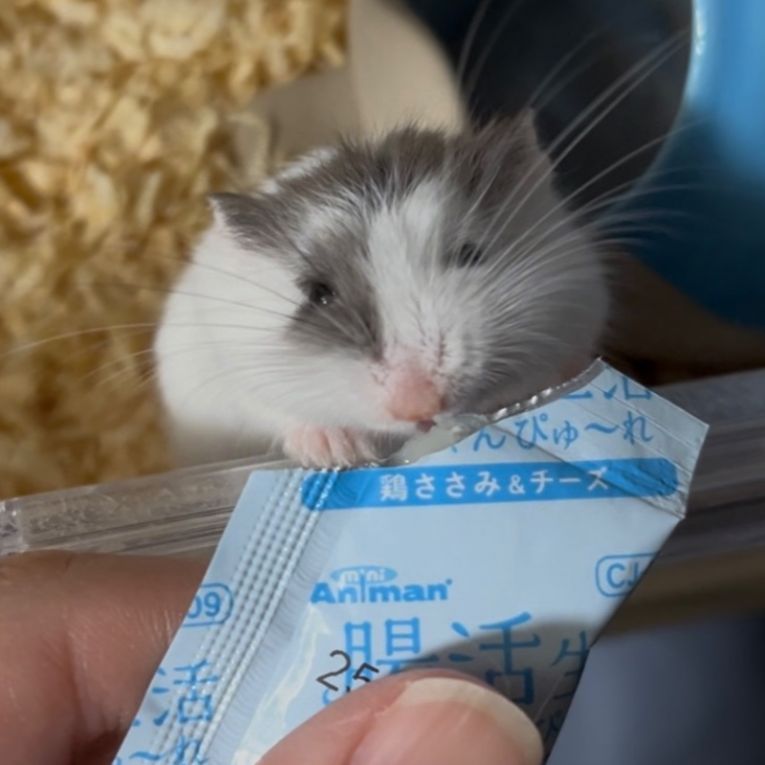 ごまちゃん