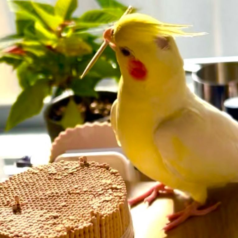 ぽい丸ちゃん