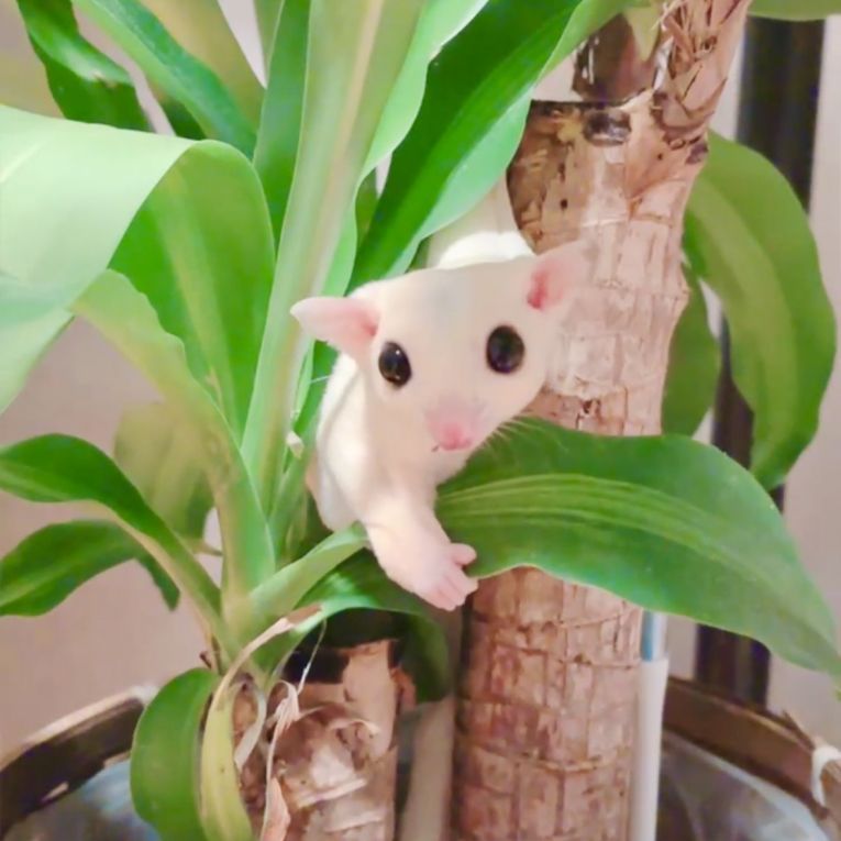 みるくちゃん