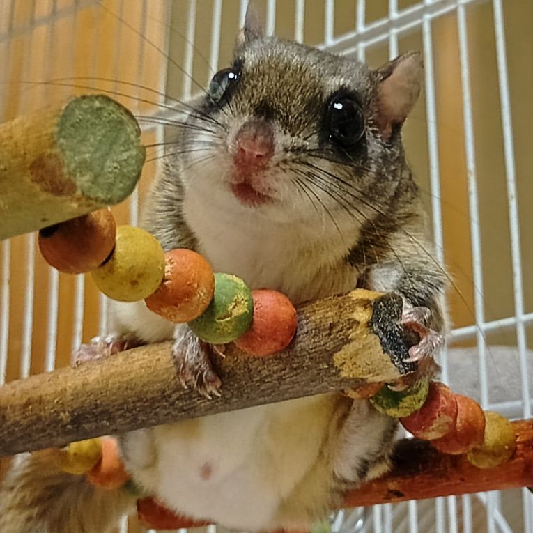 ずんだちゃん