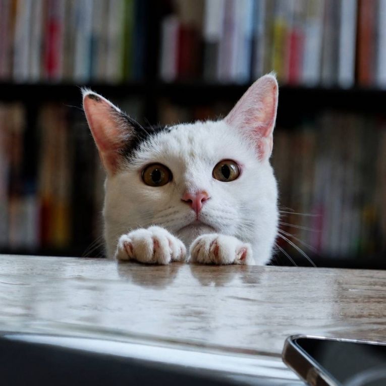 はなちゃん