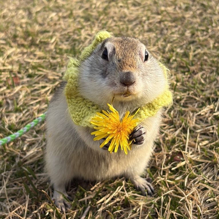 ぼぶちゃん