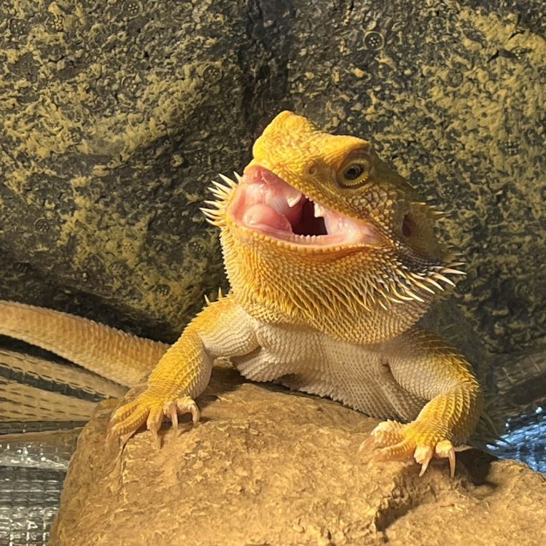 アゴちゃん