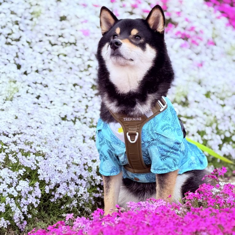 獅子丸ちゃん
