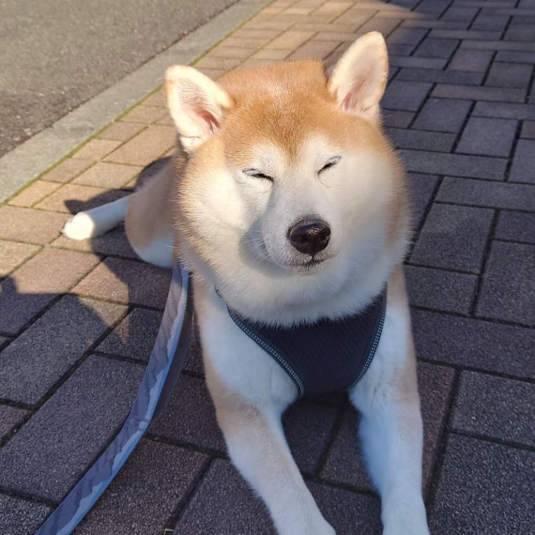 福来　ちゃん