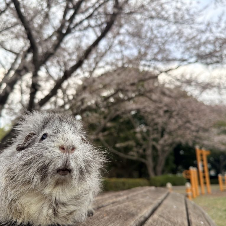 ノエルちゃん