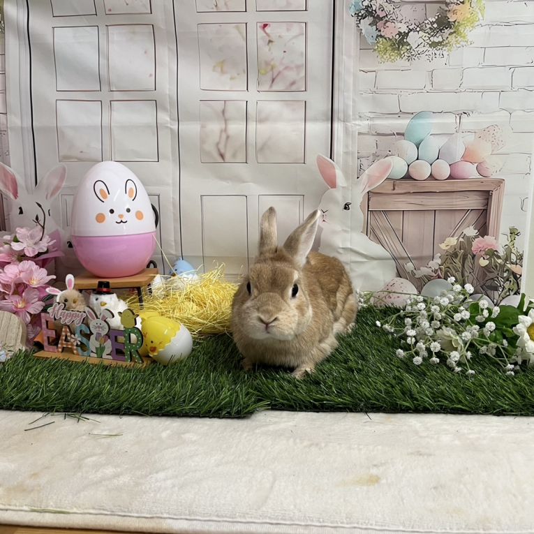 きなこちゃん