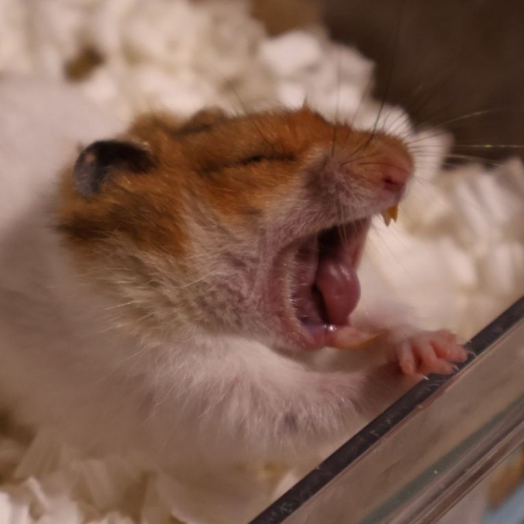 ハムスケちゃん