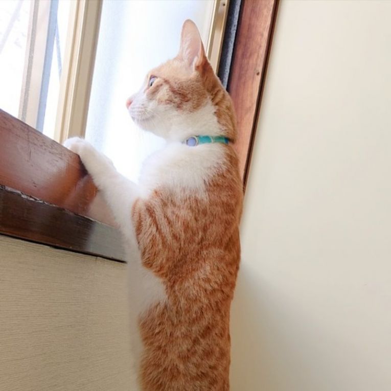 エスちゃん