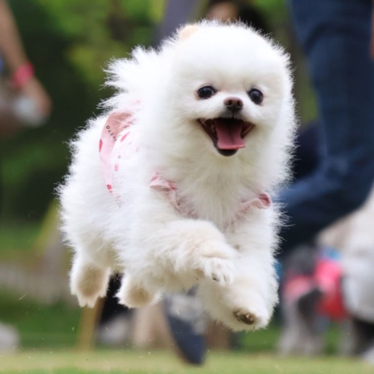 シュシュちゃん