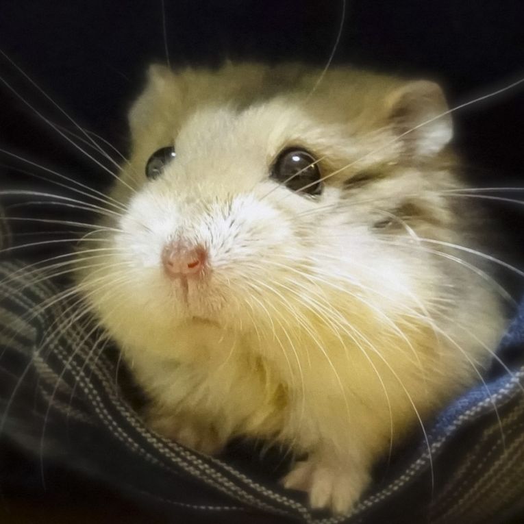 ミー太ちゃん