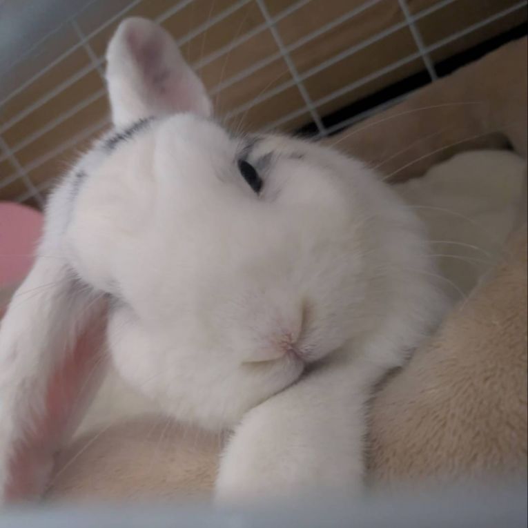 みるくちゃん