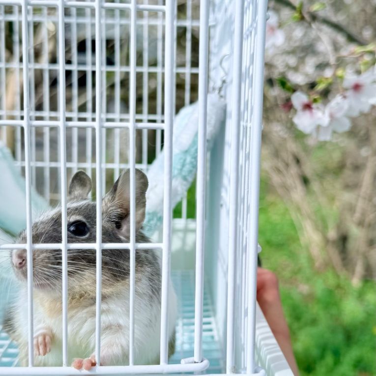 ミニョンちゃん